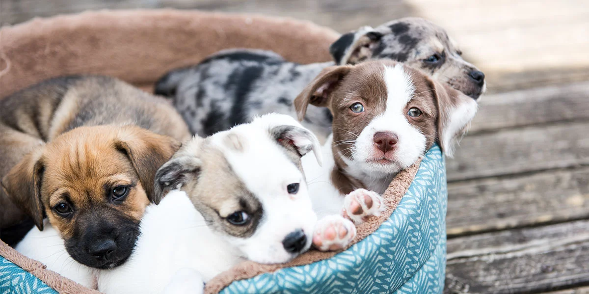 cutest-dog-breeds-header