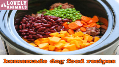homemade dog food recipes1