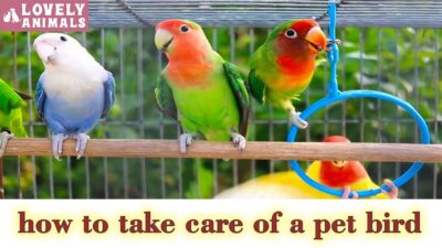 how to take care of a pet bird